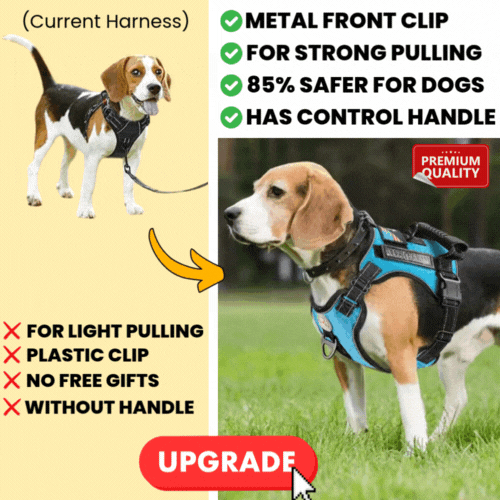 Upgrade to Premium No-Pull Harness! (One-Time Offer)